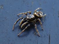 1210526838 53 FT6000 Jumpingspider2 