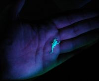 1140805477 10 FT0 Uvscorpion253nm 