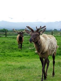1145812192 397 FT8052 Elk 