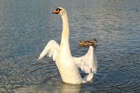 1145834665 74 FT8052 Swan 