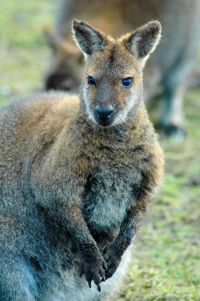 1145834665 74 FT8052 Wallaby 