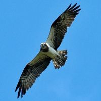1145889713 325 FT8052 Aland Osprey 