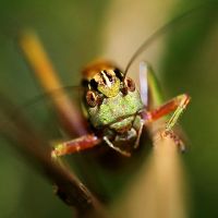 1145889713 325 FT8052 Grasshopper2 