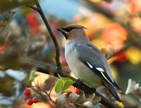1145889713 325 FT8052 Waxwing6 