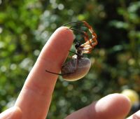 1145933242 10 FT8052 Spidergolden Orbfinger 
