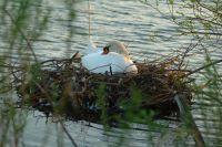 1146004934 74 FT8052 Swan On Nest 