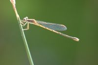 1162636333 10 FT8052 Naturedamselfly 