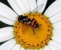 1162636333 10 FT8052 Naturehoverfly 