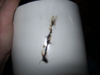 1229982280 1225 FT50287 Burnt Primary And Feedback Former 004 