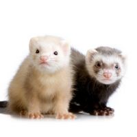 1264370792 1334 FT83080 Ferret 