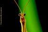 Mantis